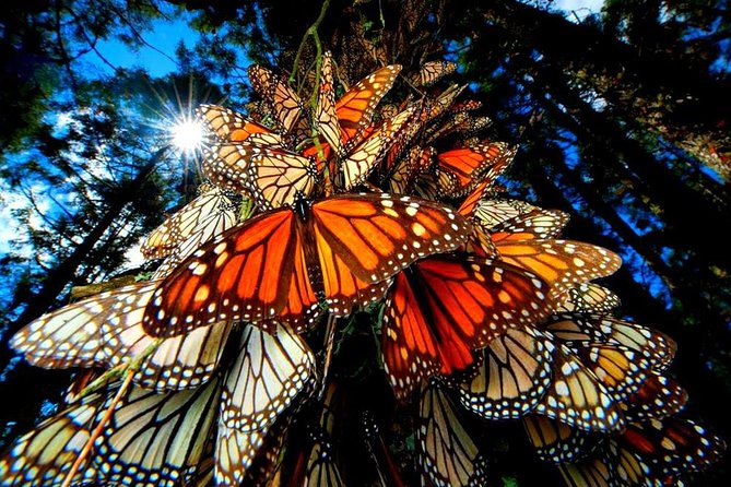7 Day-Monarch Butterfly Ecofriendly Tour in Mexico - Why the monarchs are worth the mountain effort