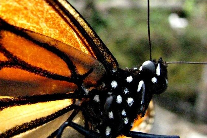 7 Day-Monarch Butterfly Ecofriendly Tour in Mexico - Day 2: Aztec history, then the road to Valle de Bravo
