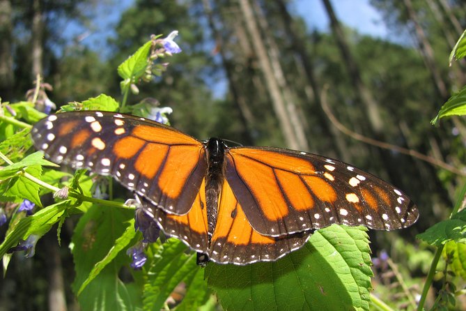 7 Day-Monarch Butterfly Ecofriendly Tour in Mexico - Day 5: Valle de Bravo without a packed schedule