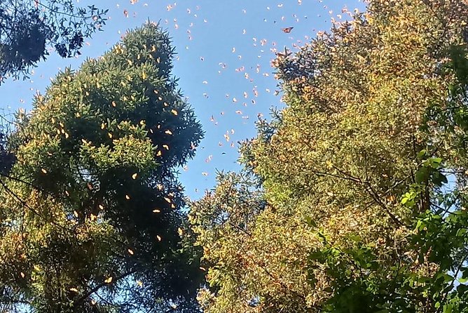 7 Day-Monarch Butterfly Ecofriendly Tour in Mexico - Day 6: Back to Mexico City and time for more history