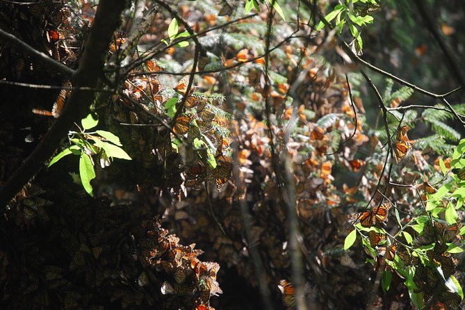 7 Day-Monarch Butterfly Ecofriendly Tour in Mexico - Day 7: A simple airport departure