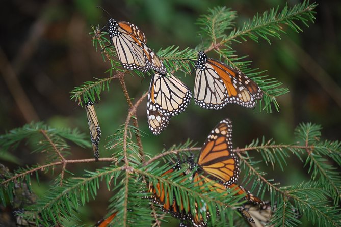 7 Day-Monarch Butterfly Ecofriendly Tour in Mexico - What the $2,695 price buys you