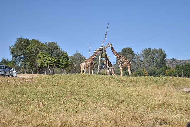 Africam safari (private tour) - Key points to know before booking