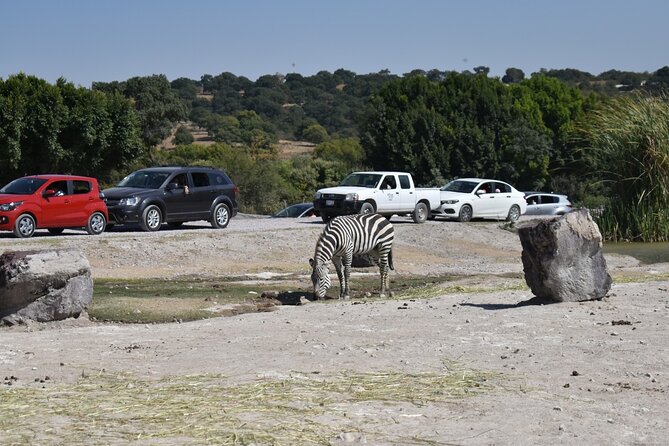 Africam safari (private tour) - Why the guide can make a difference