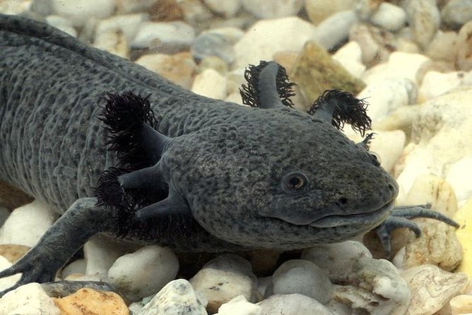 Axolotl Tour from CDMX - Key points to know before booking