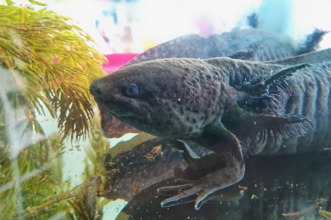 Axolotl Tour from CDMX - The early start from Polanco