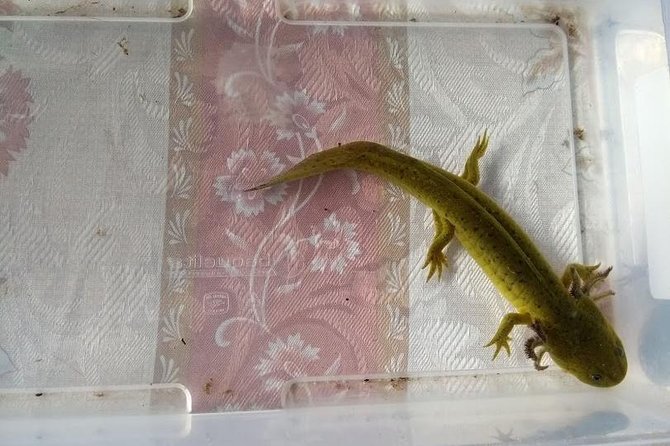 Axolotl Tour from CDMX - A regional breakfast breaks up the journey