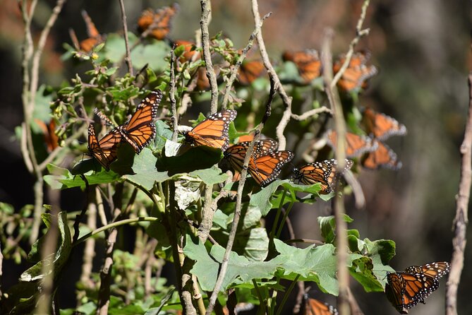Butterfly Monarch Tour from Mexico City - Key points to know before booking