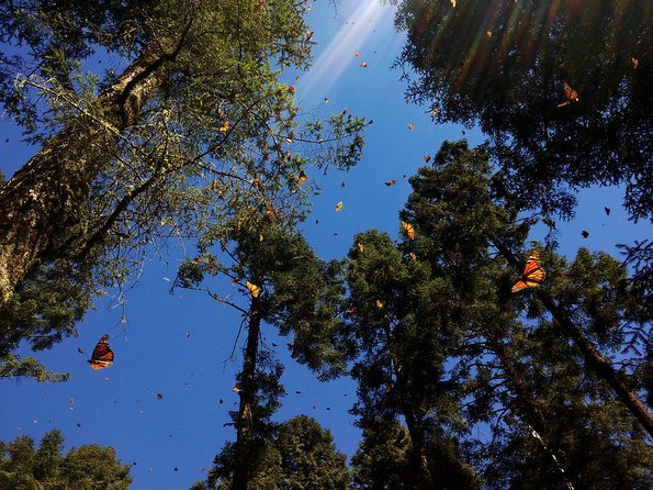Butterfly Monarch Tour from Mexico City - Why Sierra Chincua is worth the long ride