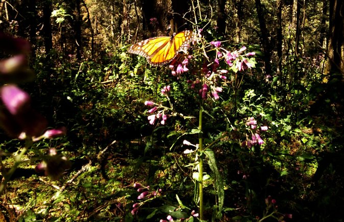 Butterfly Monarch Tour from Mexico City - Seeing monarchs in the forest