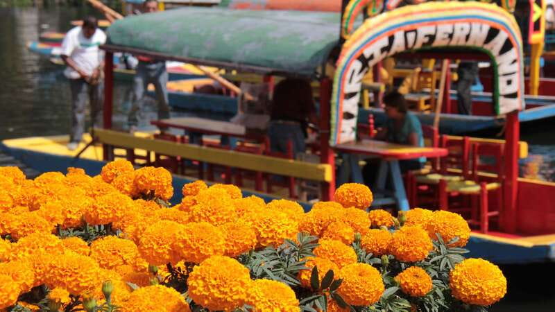 Discover Xochimilco and Coyoacán: Tradition, Music, Culture - Handling the shopping stops