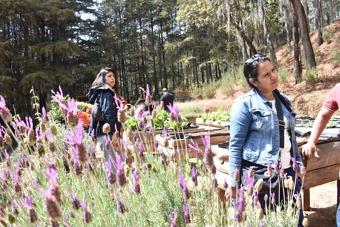 Ex hacienda, rancho de lavanda y Val'Quirico (private tour) - Should you book this Puebla day trip?