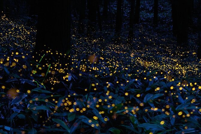 Firefly Sanctuary Tour in Puebla - Why this Puebla firefly trip feels special