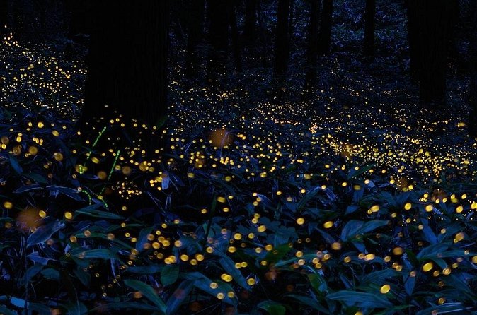 Firefly Sanctuary Tour in Puebla - What the peaceful setting adds