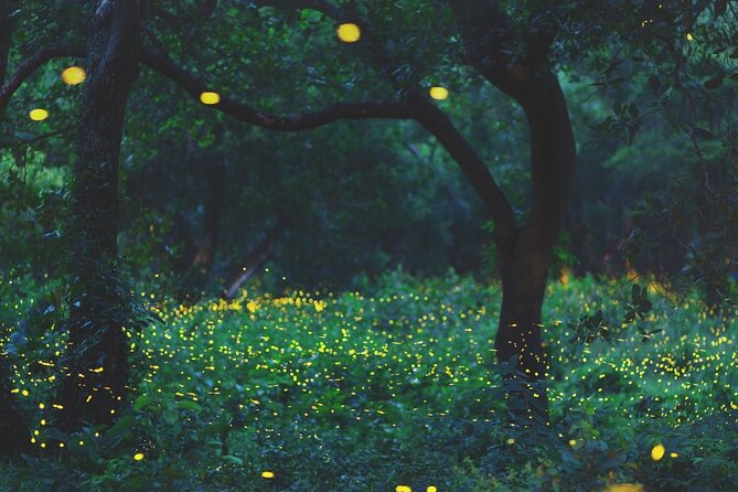 Firefly Sanctuary Tour in Puebla - Walking the firefly trail for about 90 minutes
