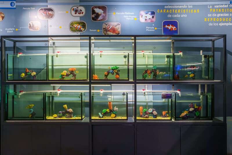 Inbursa Aquarium Entry Ticket with VR Option - What the virtual reality option really adds