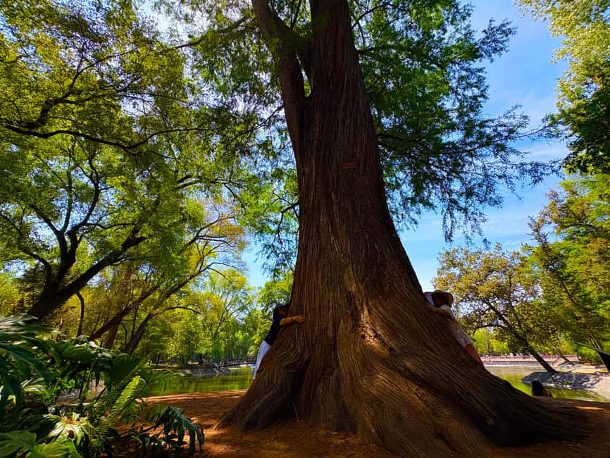 Mexico City: Chapultepec Castle and Forest Guided Tour - Moctezuma’s petroglyphs and the short outdoor stop