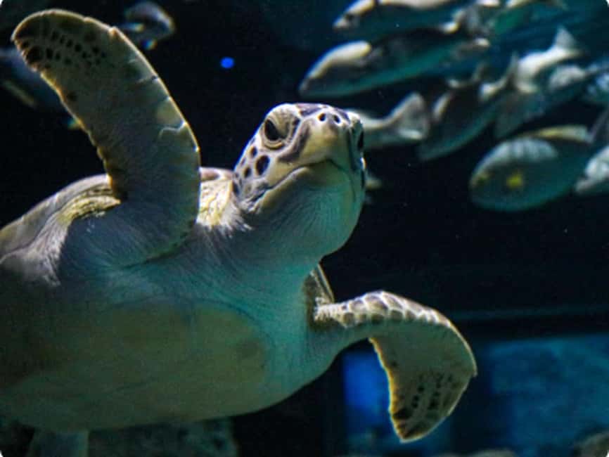 Mexico City: Entry Ticket to Acuario Michin - What Acuario Michin adds to a Mexico City day