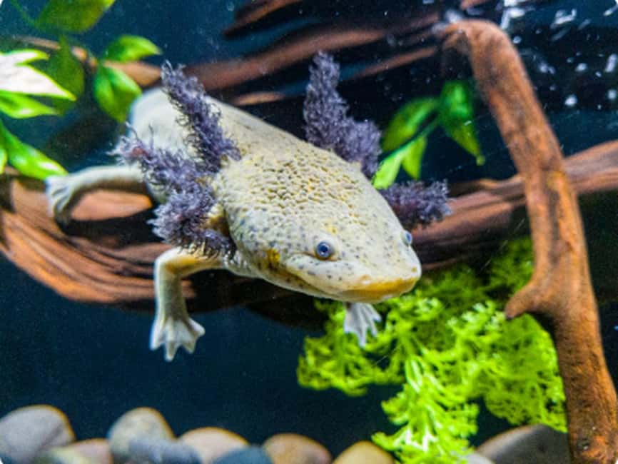 Mexico City: Entry Ticket to Acuario Michin - Mexican species, marine life, and freshwater displays