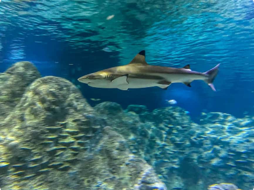 Mexico City: Entry Ticket to Acuario Michin - Bags, cameras, food, and other rules