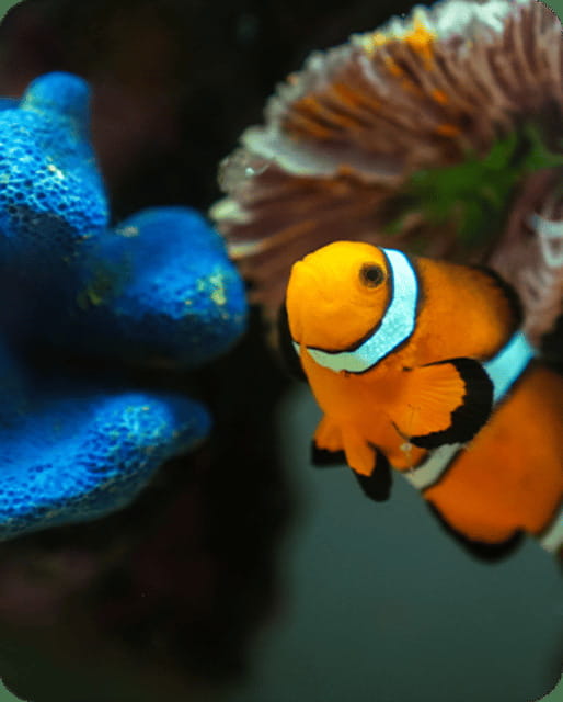 Mexico City: Fast Pass Ticket to Acuarium Inbursa - Key Points to Know Before You Go