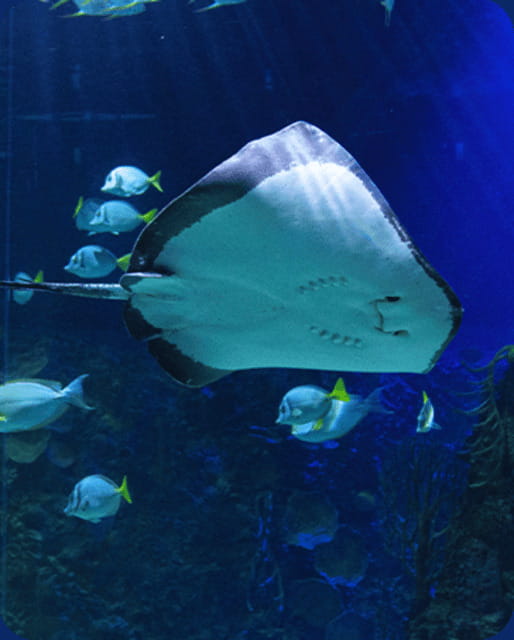 Mexico City: Fast Pass Ticket to Acuarium Inbursa - A Big Marine Collection in Mexico City