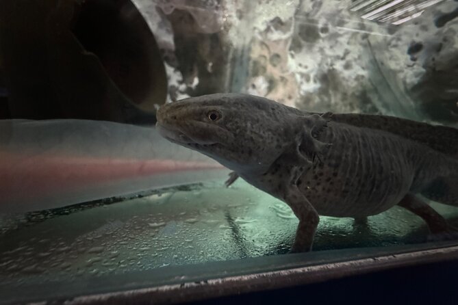 Mexico City Get to know Xochimilco and the axolotl sanctuary - Entering the Cuemanco ecological reserve
