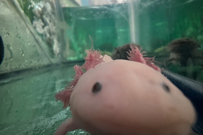Mexico City Get to know Xochimilco and the axolotl sanctuary - Alan’s stories, tastings, and local flavor