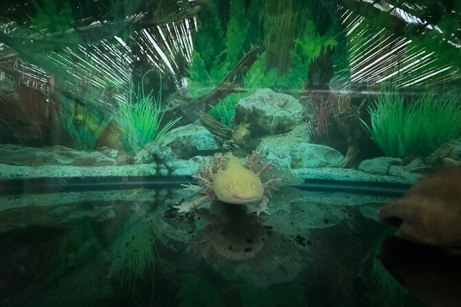 Mexico City Get to know Xochimilco and the axolotl sanctuary - What the $110.45 price really covers