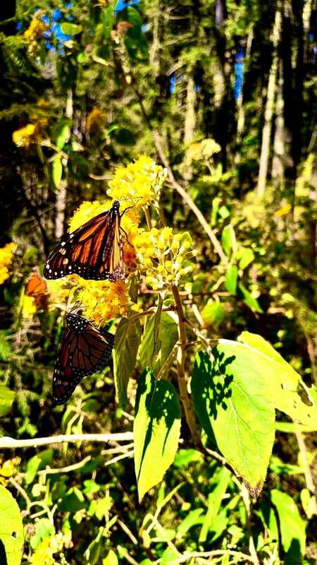 Mexico City: Monarch Butterfly Sanctuary Day Tour - Key points to know before you book