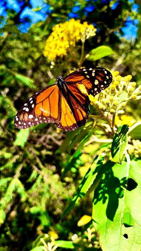 Mexico City: Monarch Butterfly Sanctuary Day Tour - Why Sierra Chincua is worth the long drive