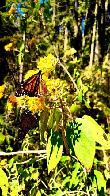 Mexico City: Monarch Butterfly Sanctuary Day Tour - Is $262 per person good value?