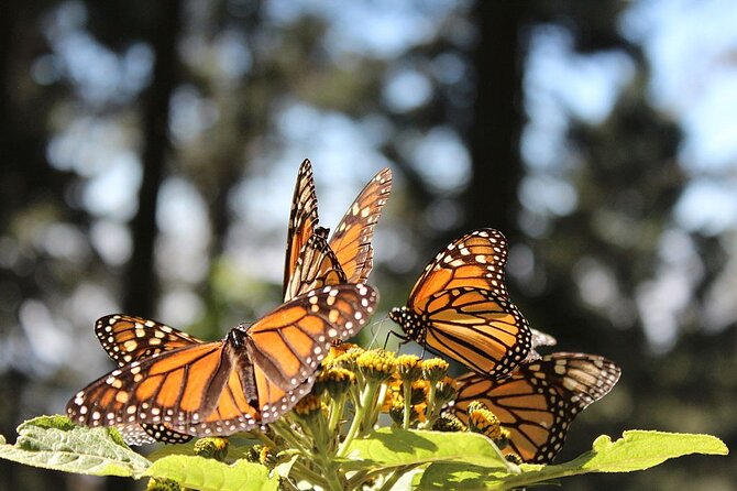 Monarch Butterfly Reserve: Piedra Herrada Magical Valle de Bravo - Why the monarch migration is worth the effort