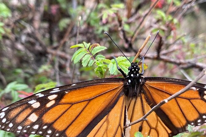 Monarch Butterfly Reserve: Piedra Herrada Magical Valle de Bravo - Velo de la Novia Waterfall