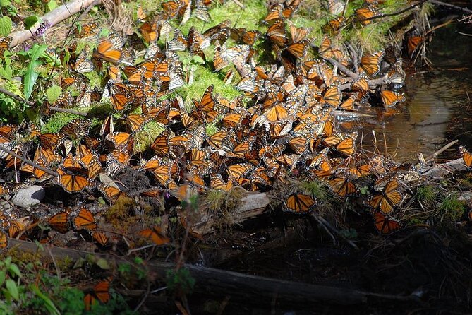 Monarch Butterfly Reserve: Piedra Herrada Magical Valle de Bravo - Valle de Bravo’s historic center