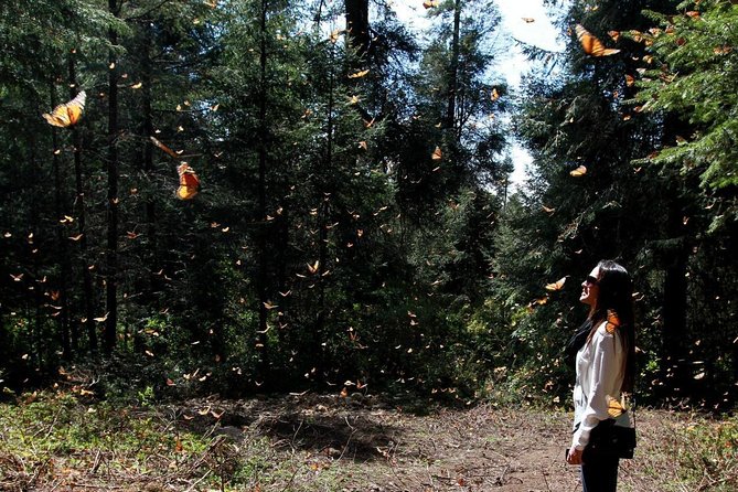 Monarch Butterfly Sanctuary Day Trip from Mexico City - Key points before you reserve