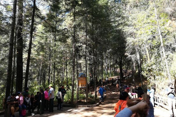 Monarch Butterfly Sanctuary Day Trip from Mexico City - Velo de Novia Waterfall adds a short nature stop