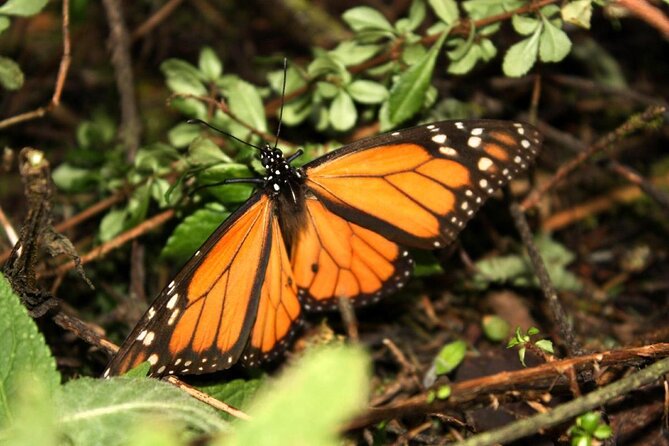 Monarch Butterfly Sanctuary Day Trip from Mexico City - A very long day from Mexico City