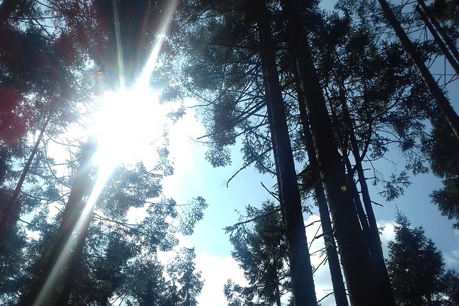 Monarch Butterfly Sanctuary Day Trip from Mexico City - Who should book this day trip