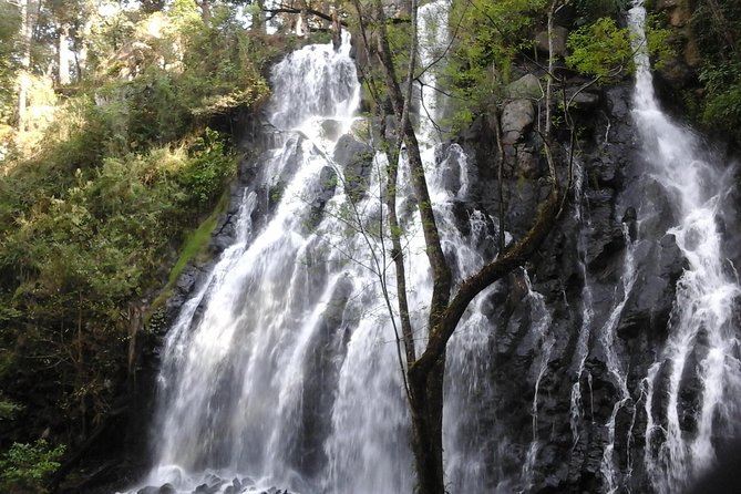 Monarch Butterfly Sanctuary Day Trip from Mexico City - Reaching Piedra Herrada through the mountain forest