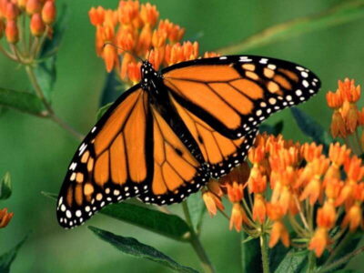 Monarch Butterfly Sanctuary Tour from Mexico City