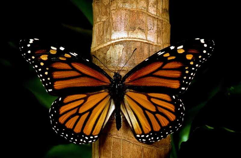 Monarch Butterfly Sanctuary Tour from Mexico City - Bridal Veil Waterfall adds a useful change of pace