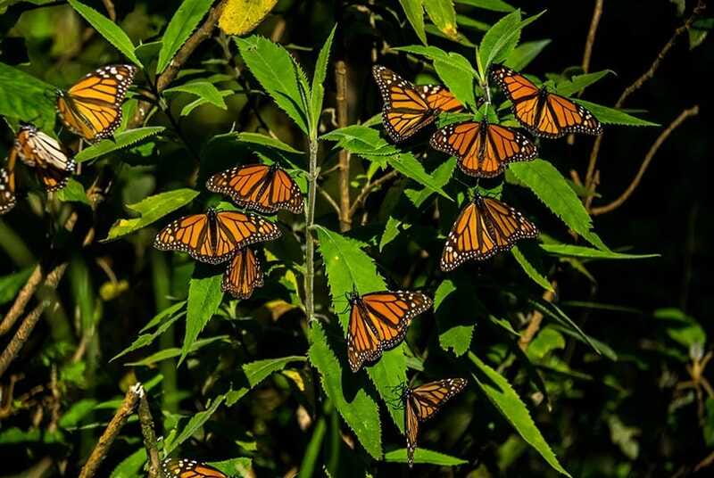 Monarch Butterfly Sanctuary Tour from Mexico City - Valle de Bravo deserves more than a quick look