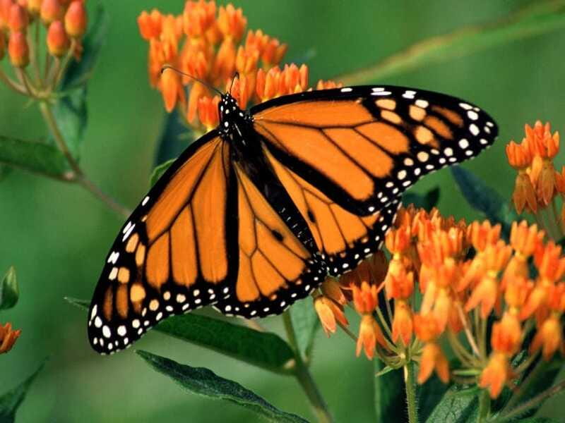 Monarch Butterfly Sanctuary Tour from Mexico City - Is $79 a fair price?