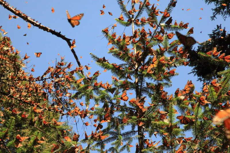Monarch Butterfly Sanctuary Tour from Mexico City - How to prepare for a 15.5-hour day