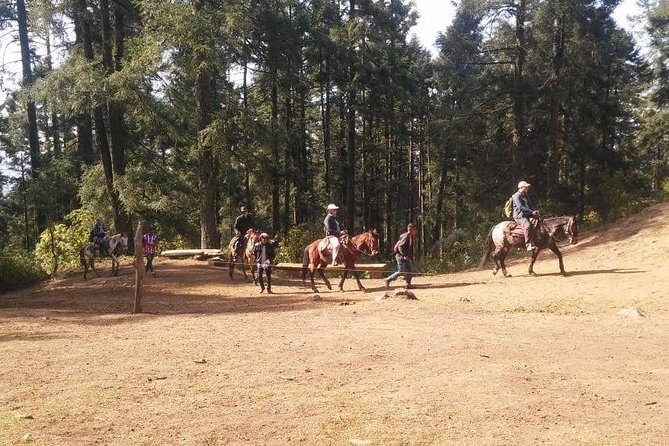 Monarch Butterfly Tour from Mexico City - Seeing the monarchs in the mountain forest