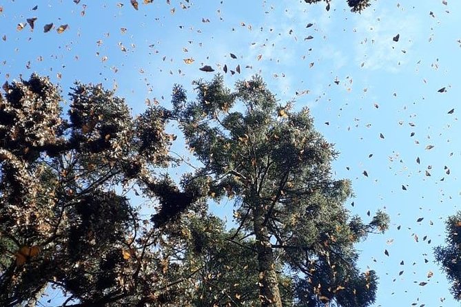 Monarch Butterfly Tour from Mexico City - How the guides shape the day