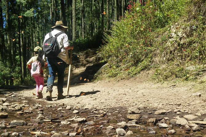 Monarch Butterfly Tour from Mexico City - Walking through the forest to the colony