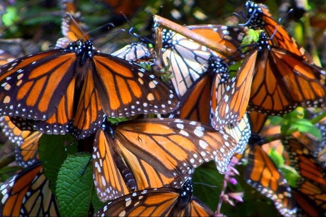 Monarch Butterfly Tour Mexico: Sierra Chuincua and Magic Town - Angangueo, a mountain town with a mining past