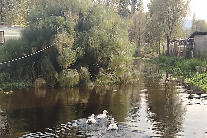 Pre-Hispanic Xochimilco, local food included and ajolotario. - San Bernardino de Siena in Xochimilco